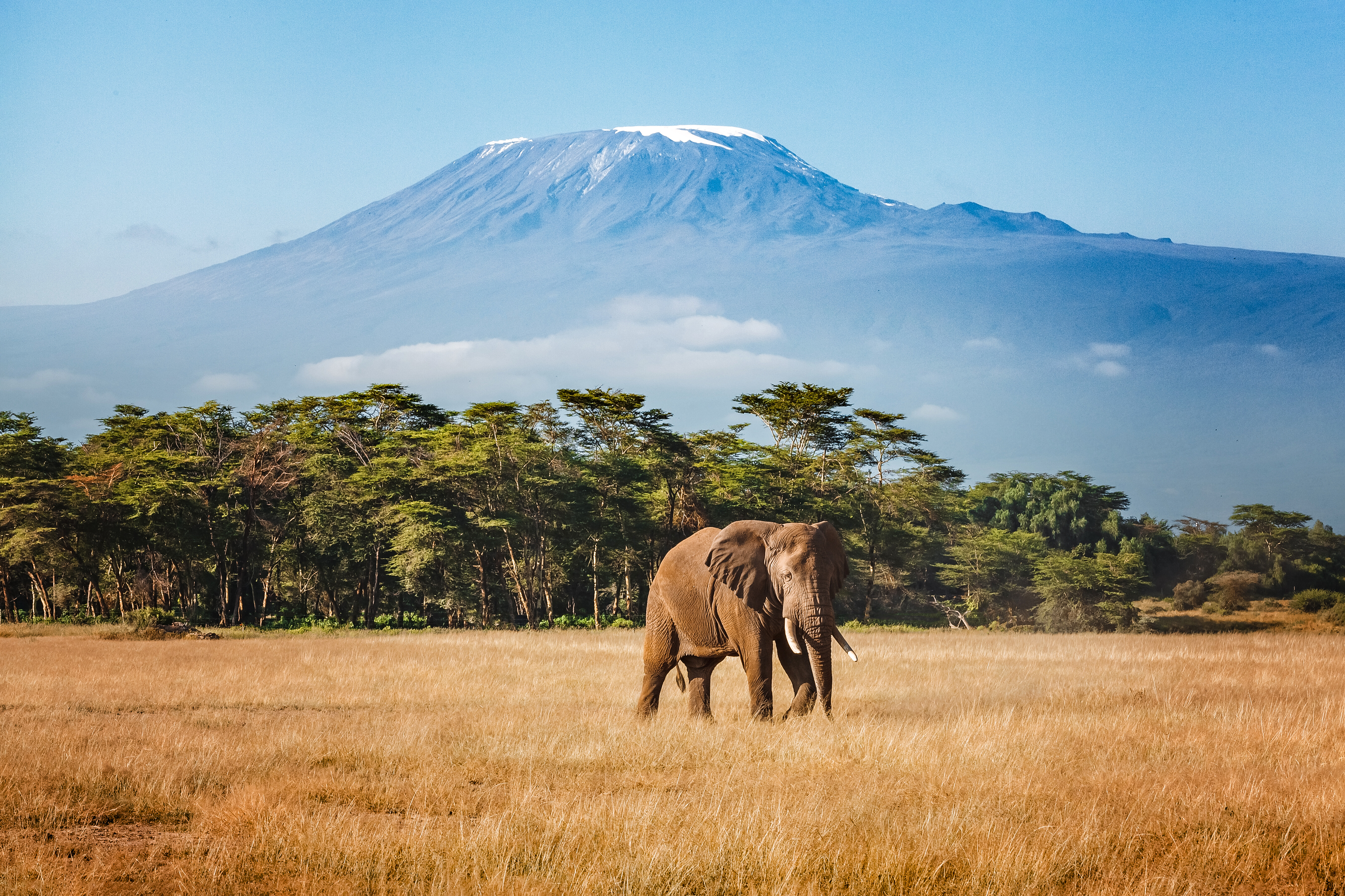 A solitary elephant grazes in a grassy plain with Mount Kilimanjaro in the background. The scene captures the natural beauty of Tanzania, illustrating the wildlife and landscapes characteristic of the region.