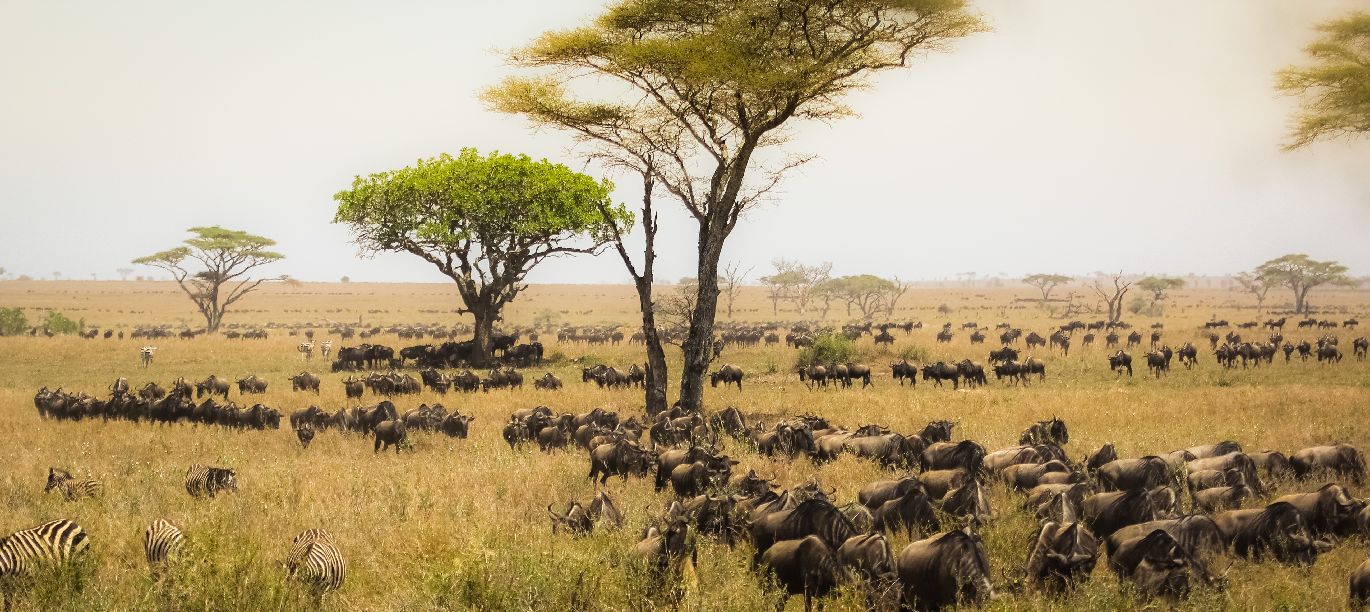 A vast herd of wildebeests is seen grazing across a grassy savanna landscape in Tanzania. Sparse trees dot the horizon amidst a backdrop of a hazy sky, creating a serene and natural setting.